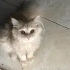 قطه للتبني