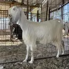 معزاء ولد صنف