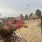 شامو ياباني