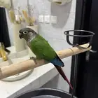 كنيور قرين شيك اليف ومتكلم ولعوب