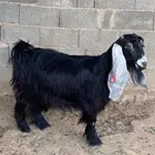 عنز عارضية دافع رباع(تم البيع)