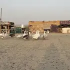 وز بلدي