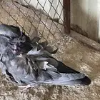 للبيع زوج كشكي  تب التب