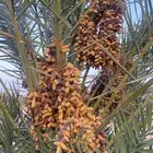 محصول تمر برني (مزرعه خاصه)