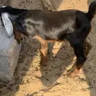 دواغير للبيع