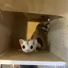 زوجين ودكر سعر الحبه 500 والا الزوج 1000