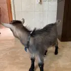ماعز قزم  للبيع وفيه قفص للبيع