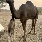 خلفه تحتها قعود