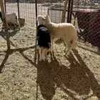 خروفين كرمات سمان