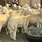 بهم حريات على مزاين الطائف