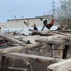 دجاج