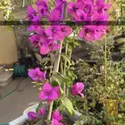 شتلات زينة متنوعة مميزة ابها