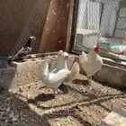 دجاج