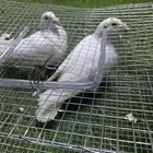 جوز حمام بغدادي على