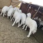 خرفان فاخره