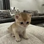 قطط صغيره للبيع