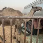 ناقه للبيع لقحه على بعير طيب وبطنه ذهب الرقم