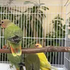 فروخ روز مفطومه ومحجله