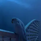 فرخ روز أبيض البينو أليف ( تم البيع )