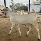 مشروع فحل العمر شهرين وعشرين يوم