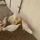 4 دجاج ابيض خالي من الامراض