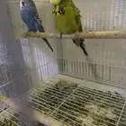 زوج بادجي انجليزي حجم جامبو مع فرخ وكامل اغراضه 3انتاج له