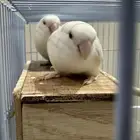 روز بينو عيون حمر.  عمره سنه تقريبا