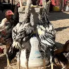 ديوك باكستاني كفووو