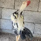 ديك فارسي العمر ودجاجه باكستانيه معاها