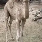قعود لباني