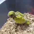 فرخين بادجي