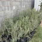 سدر بلدي