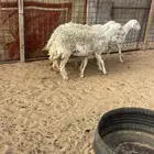 عرض فاخر ثنوات ورباعيات حريات