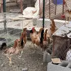 دجاج بلدي