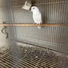 زوج روز البينو