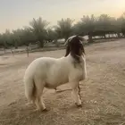 للبيع جذع خصم