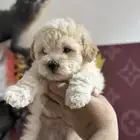 جرو مالتي بو للبيع