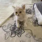 قطة شيرازي للبيع