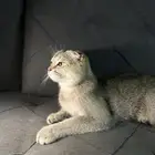 قط للبيع سكوتش