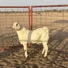سلام عليكم ورحمه الله وبركاته