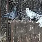 حمام