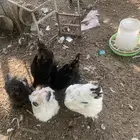 دجاج براهما للبيع بياض خالي من الأمراض