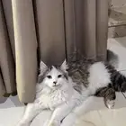 قطط للتبني ذكور