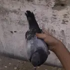 ذكر صنعاني منتج شرط