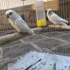 زوج روز البينو منتج للبيع(تم البيع )