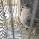 انثا شرزي اللون رصاصي شرط انتاج 100 100 علا السوم