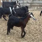 معزا عوارض دفيع