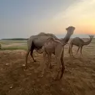 خلفة تحتها قعود