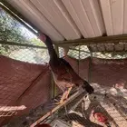 دجاج شامو يباني فاخر