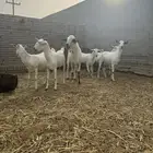 فحل بيشي اكحل فاااخر وانتاجه فاخر